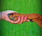 Heridas en las almohadillas de los perros