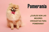 Cuál es la mejor comida para los Pomerania